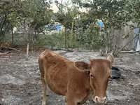 गाय, मवेशी — फ़ोटो 2