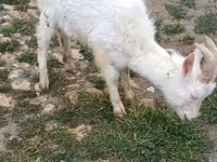 Ziegen (Partie, Geschlecht nicht angegeben), Saanen goat — Foto 2