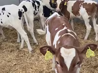 母牛, Russian Black pied cattle — 照片 1