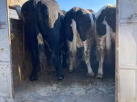 Býk, Russian Black pied cattle — foto 1