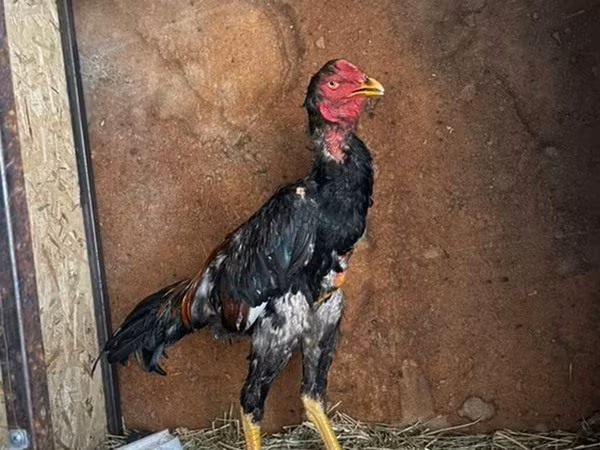Chickens