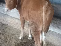 Bull, Simmental cattle — photo 2
