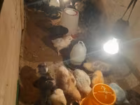 Australorp — foto 1