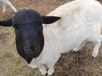 Carnero, Dorper sheep — foto 2