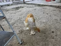 Brahma — Foto 1