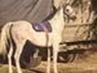 Ат, Араб таза кандуу — сүрөт 5