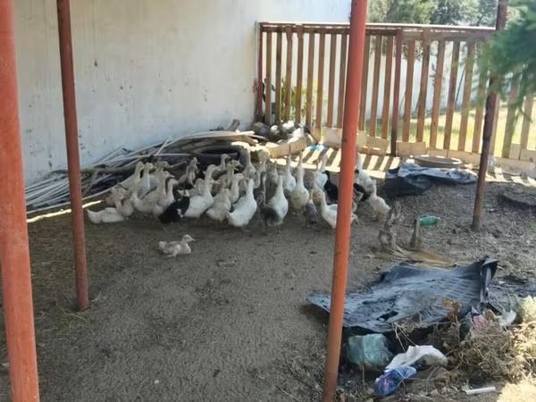 Ducks — Azerbaijan