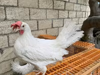 Leghorn — photo 1