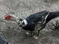 Ducks — photo 2