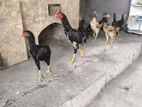 Chickens — الصورة 5