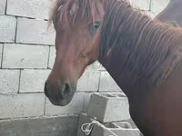 Kůň, Arabian horse — foto 1