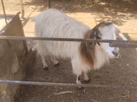 Goat, Goats — photo 2
