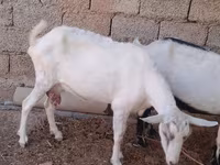 बकरी, Saanen goat — फ़ोटो 3