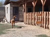 عنزة, Nubian Goat — الصورة 3