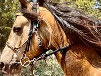 Hengst, Missouri foxtrotter — Foto 3