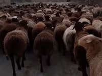 Qoç, Hissar sheep — foto 4
