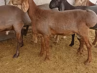 Qoʻchqor, Arashan sheep — 5-rasm