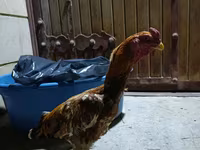 Chickens — photo 3
