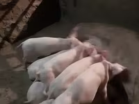 Eber, Schweine — Foto 2