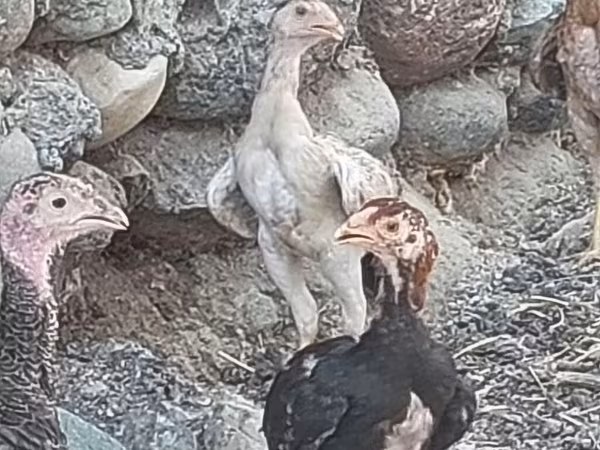 Turkeys