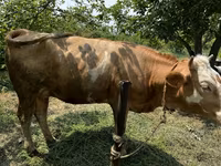 Cow, Cattle — photo 4
