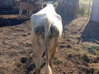 İnək, Simmental cattle — foto 3