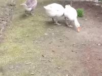Geese — photo 1