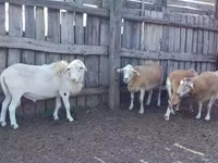 Qoç, Katum sheep — foto 1