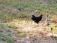 Chickens — foto 2