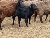 Carnero, Dorper sheep — foto 6