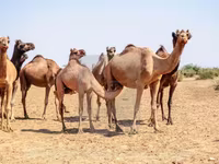 Caballos (lote, sexo no especificado), Caballos — foto 2