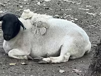 Sheep, Dorper sheep — photo 2
