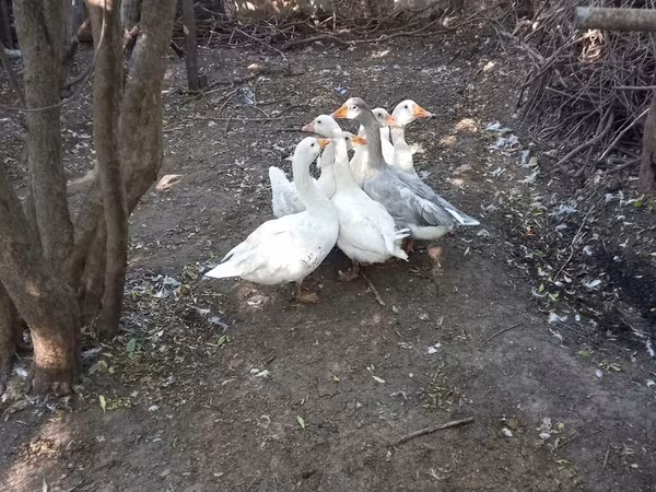 Geese — Azerbaijan