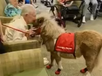 Mare, Miniature horse — photo 2
