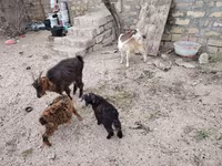 Goat, Goats — photo 5