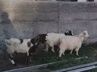 Goat, Nubian Goat — photo 2