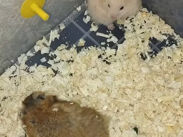 Məhsul: Hamsterlər (uzun tüklü cins) Təsvir: - Şirin, uzun tüklü