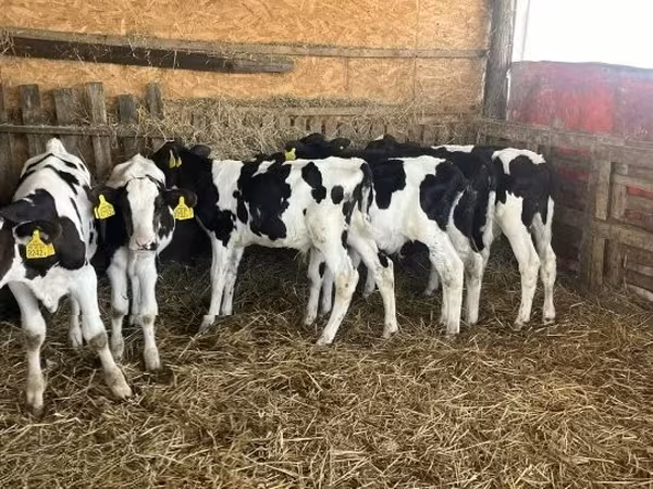 Byk, Russian Black pied cattle