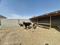 Cow, Latvian Blue cattle — photo 1