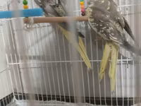 Nymph (kakadul, cockatiel) cütü və qəfəs dəsti - Növ: Nymph — Foto 2