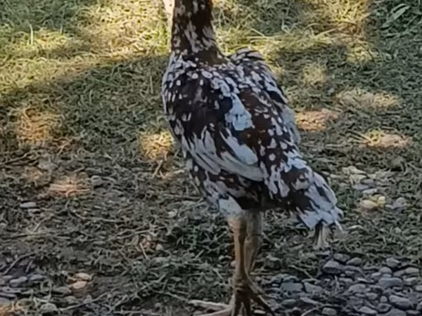 Chickens — Azerbaijan