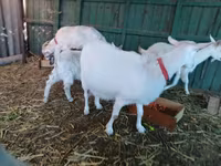 Dişi keçi, Pomellata goat — foto 4