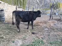 Vaca, Ganado vacuno — foto 5