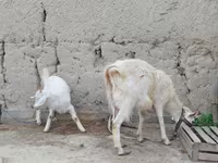 Cabra, Cabras — foto 4