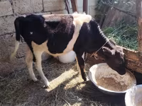 Bull, Cattle — photo 3