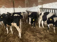 بقرة, Russian Black pied cattle — الصورة 7