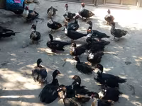 Ducks — foto 2