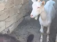 Goat, Goats — photo 1