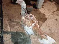 Chickens — Foto 2