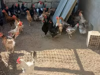 Chickens — Foto 1